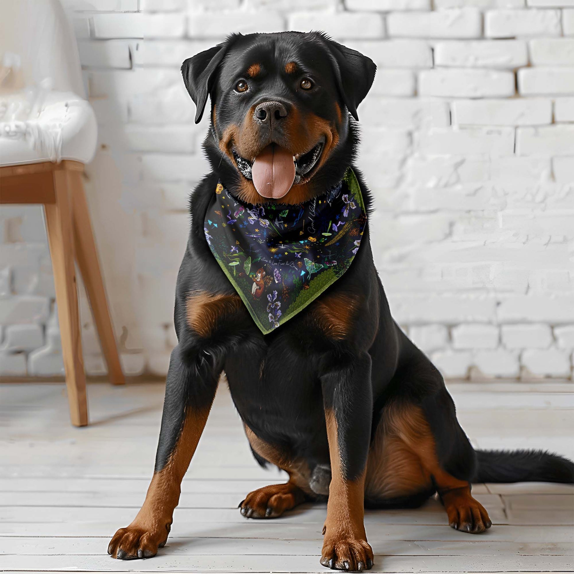 This is a photograph of a big black and brown dog sitting on a white wood floor. He's wearing the bandana around his neck.